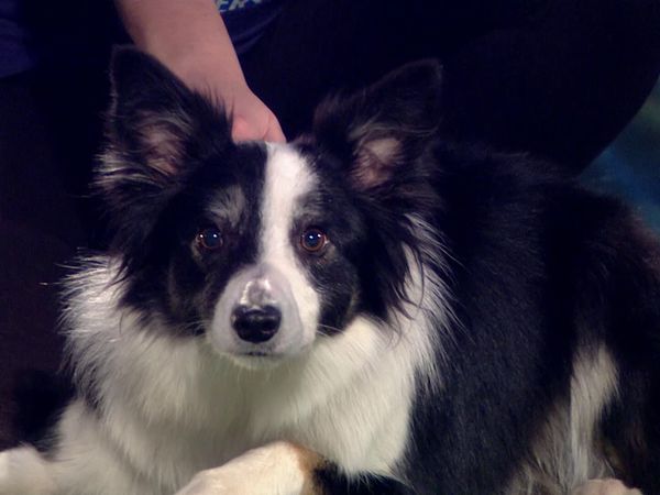 Superstar Dogs - Episode 13