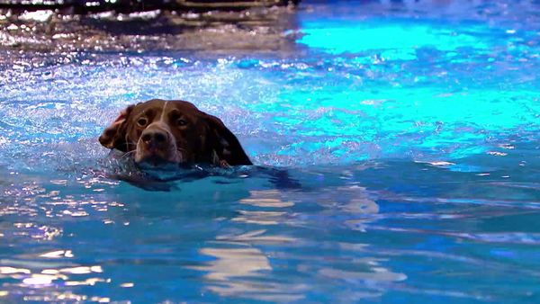 Superstar Dogs - Episode 12