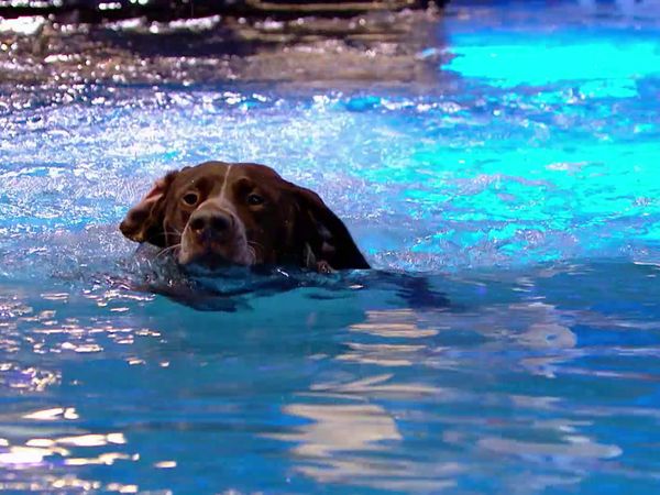 Superstar Dogs - Episode 12