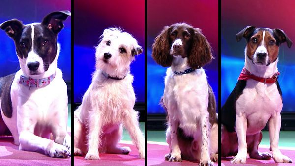 Superstar Dogs - Episode 15
