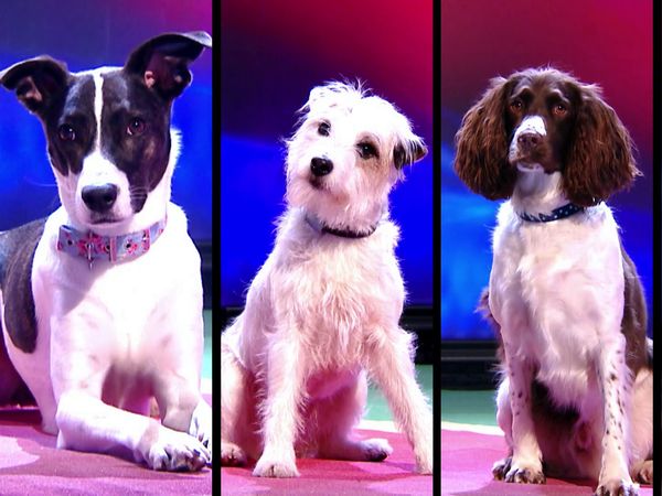 Superstar Dogs - Episode 15