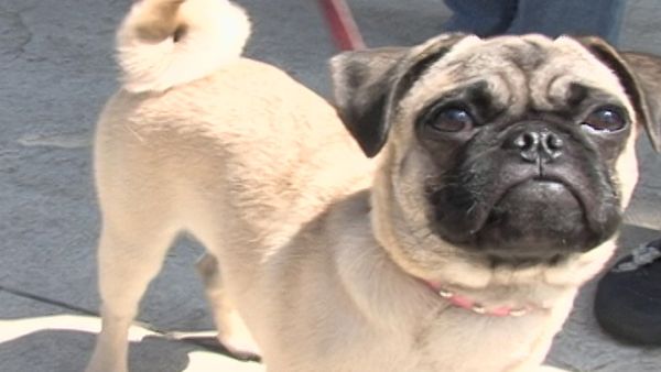 America's Cutest Puppies - Los Angeles