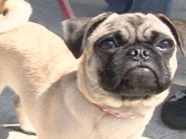 America's Cutest Puppies - Los Angeles