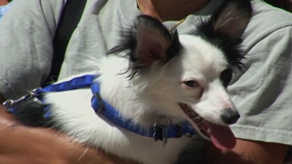America's Cutest Puppies - San Diego
