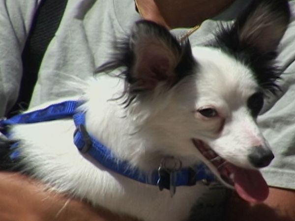 America's Cutest Puppies - San Diego