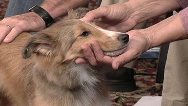 America's Cutest Puppies - Phoenix