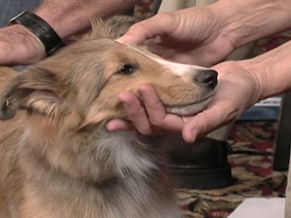 America's Cutest Puppies - Phoenix