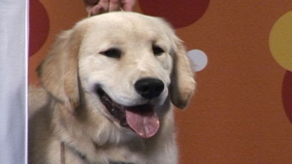 America's Cutest Puppies - Philadelphia
