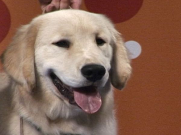 America's Cutest Puppies - Philadelphia