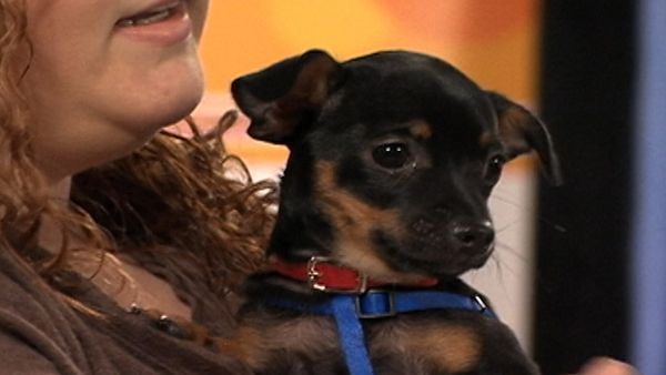 America's Cutest Puppies - Atlanta