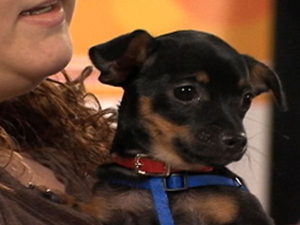 America's Cutest Puppies - Atlanta
