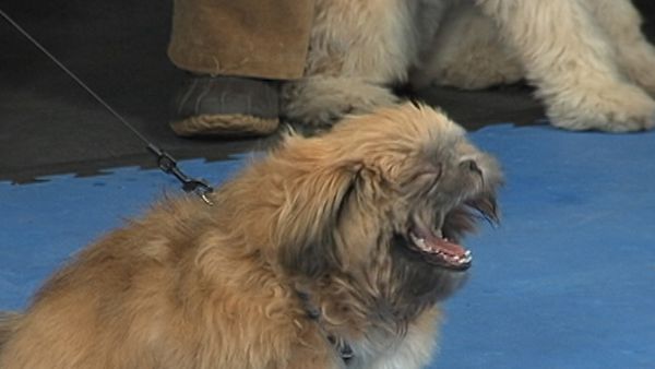 America's Cutest Puppies - New York