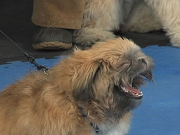 America's Cutest Puppies - New York