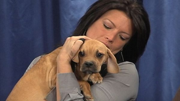 America's Cutest Puppies - Chicago