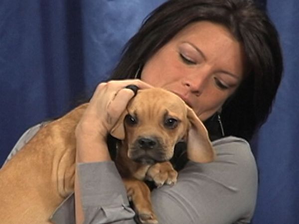 America's Cutest Puppies - Chicago
