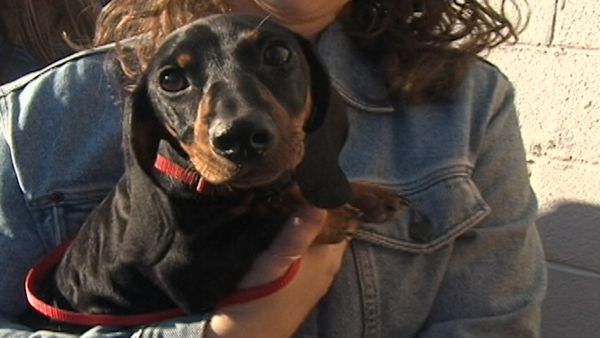 America's Cutest Puppies - Boston