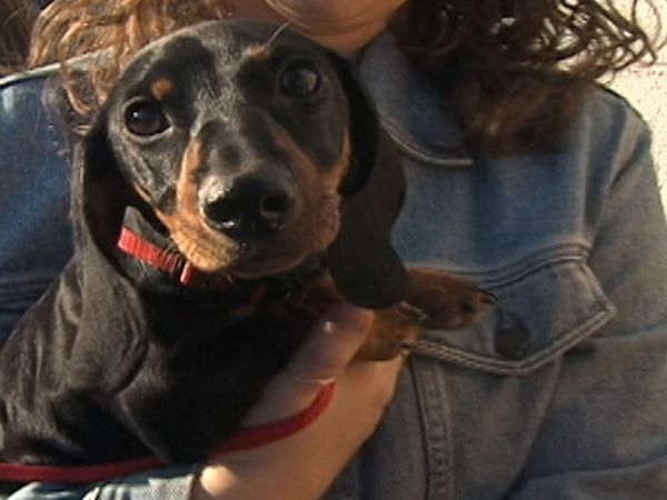 America's Cutest Puppies - Boston