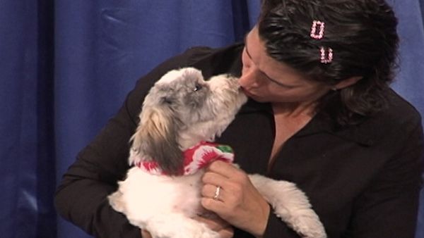 America's Cutest Puppies - Miami