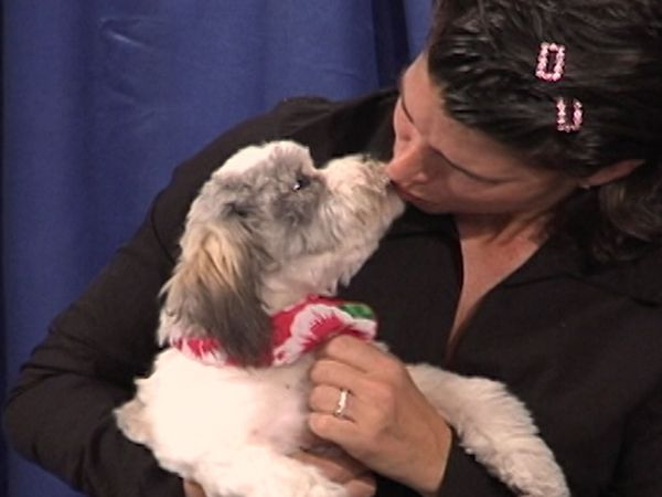 America's Cutest Puppies - Miami