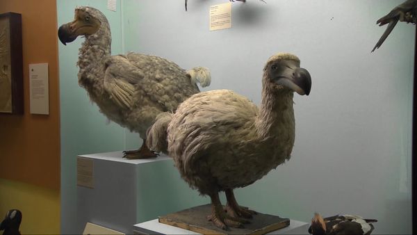 Museum Secrets - Inside the Natural History Museum, London
