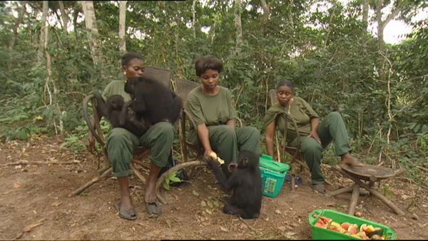 Animals Like Us - Animal Culture