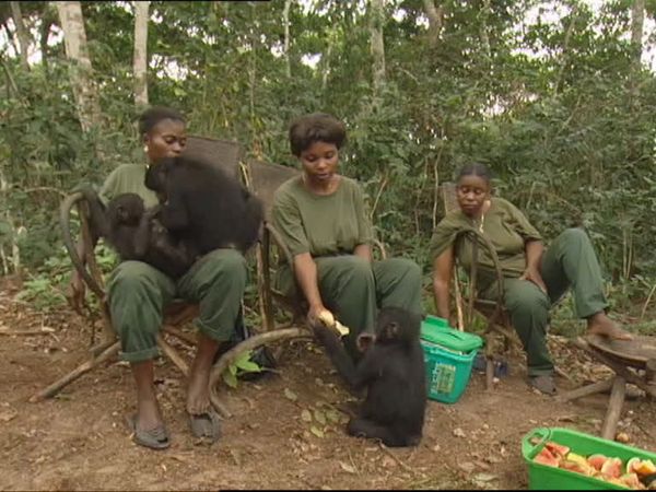 Animals Like Us - Animal Culture