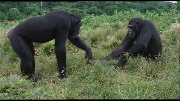 Animals Like Us - Animal Play