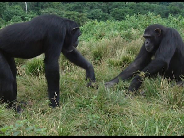 Animals Like Us - Animal Play