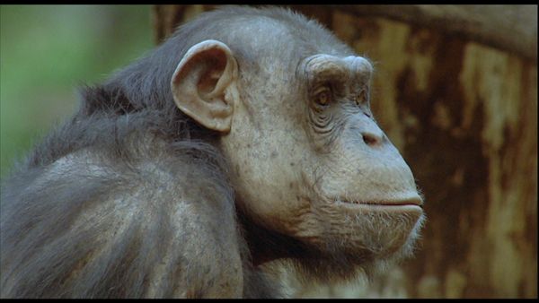 Animals Like Us - Animal Politics