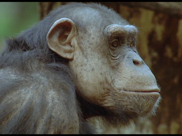 Animals Like Us - Animal Politics
