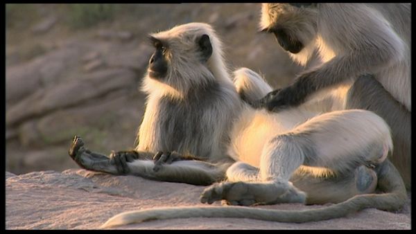 Animals Like Us - Animal Emotions