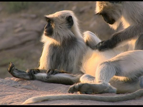 Animals Like Us - Animal Emotions
