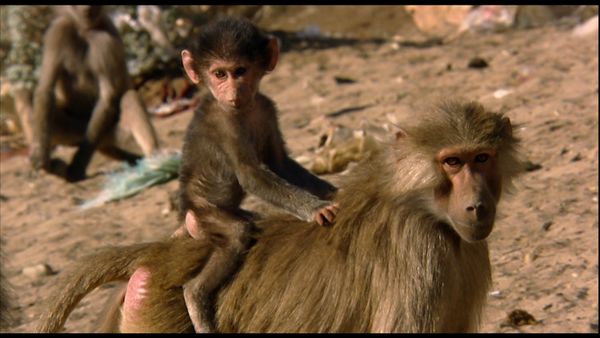 Animals Like Us - Animal Adoption