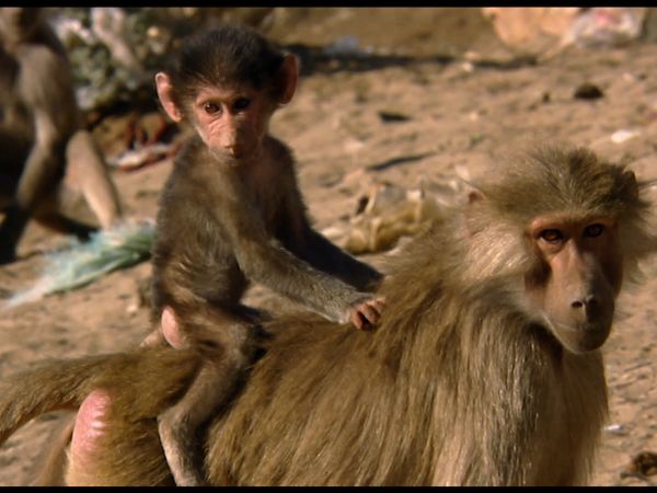 Animals Like Us - Animal Adoption