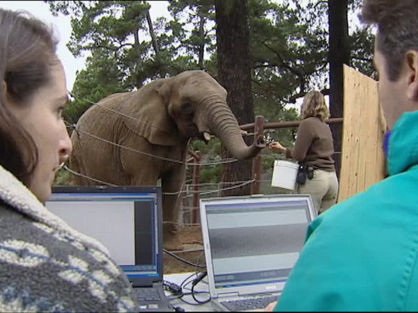 Animals Like Us - Animal Language