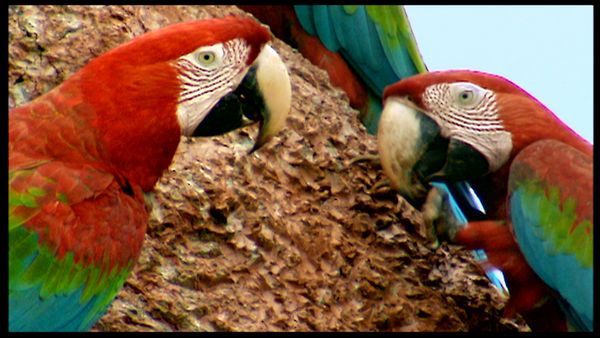 Animals Like Us - Animal Medicine