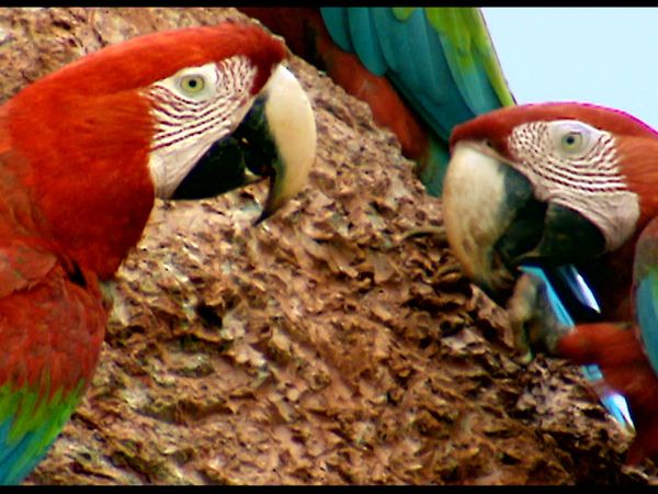 Animals Like Us - Animal Medicine