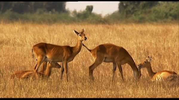 Animals Like Us - Animal Homosexuality