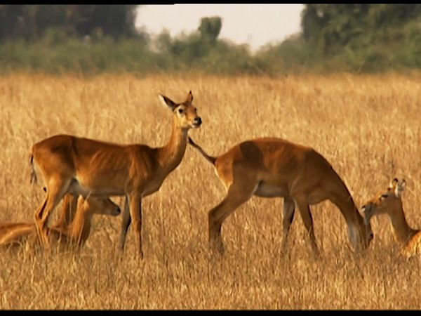 Animals Like Us - Animal Homosexuality