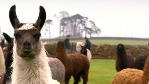 Build a New Life in the Country - Hexham