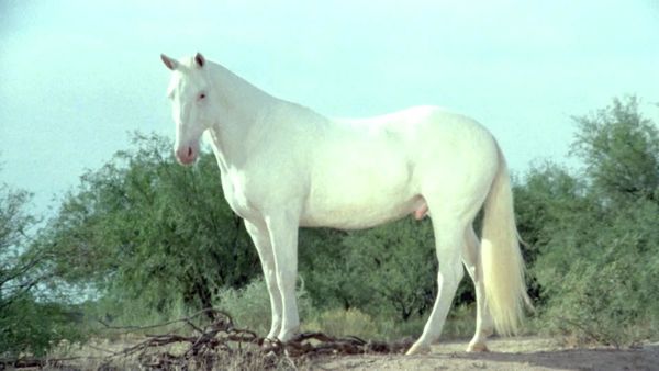 O Homem Que Veio do Céu - Um sonho de cavalos selvagens