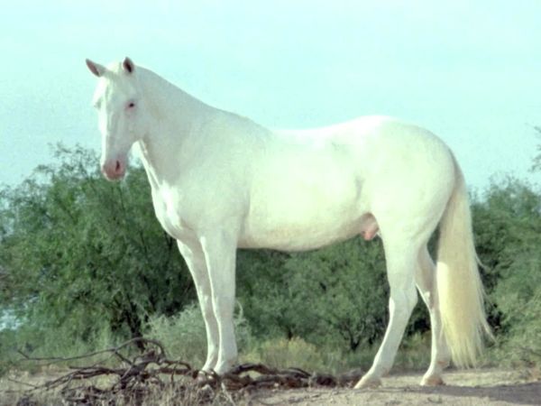O Homem Que Veio do Céu - Um sonho de cavalos selvagens