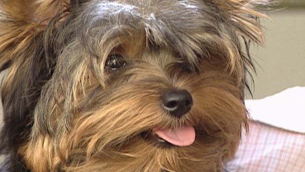 America's Cutest Puppies - Grand Finale