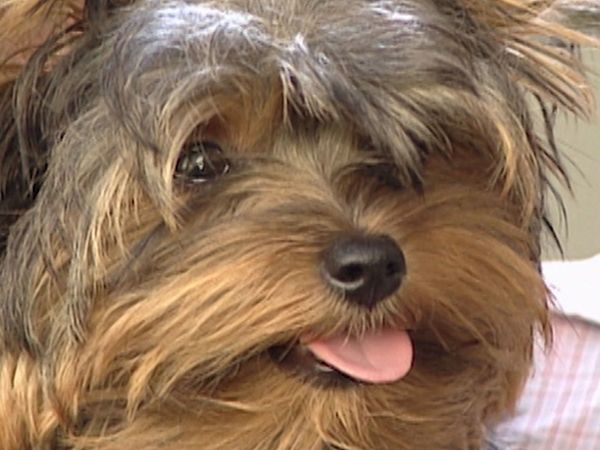America's Cutest Puppies - Grand Finale