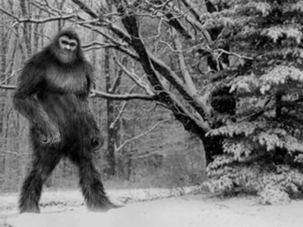 Chasing Bigfoot - The Nature of Bigfoot