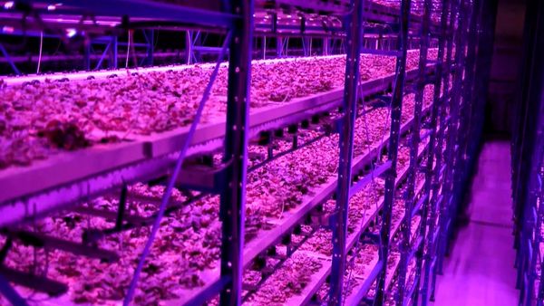 Planeta tierra 2050 - The Future Of Food