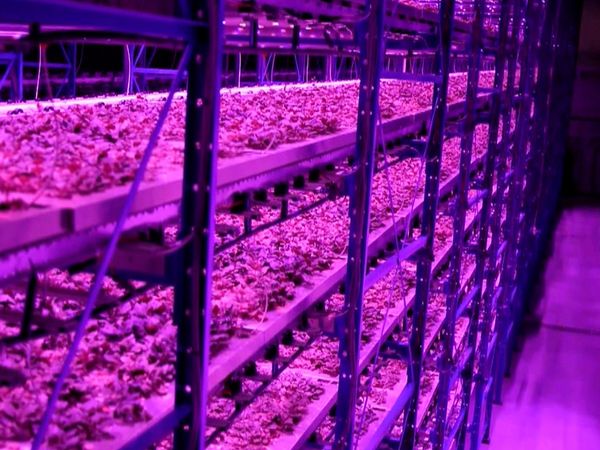 Planeta tierra 2050 - The Future Of Food