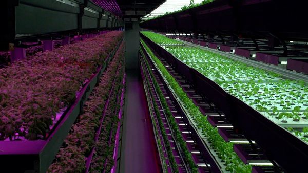 Planeta tierra 2050 - Urban Farmer