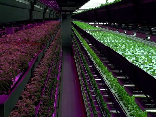Planeta tierra 2050 - Urban Farmer