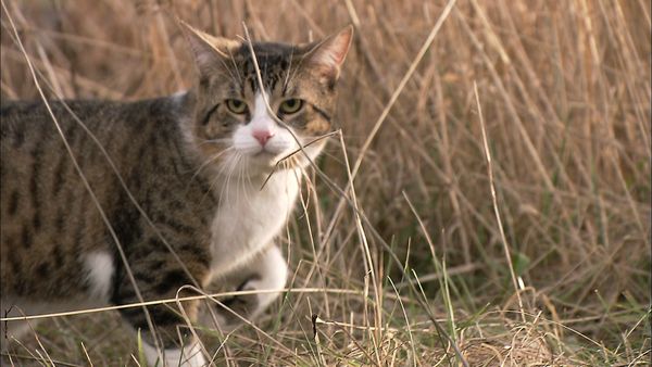Weird or What 3 - Weird Animal Behavior